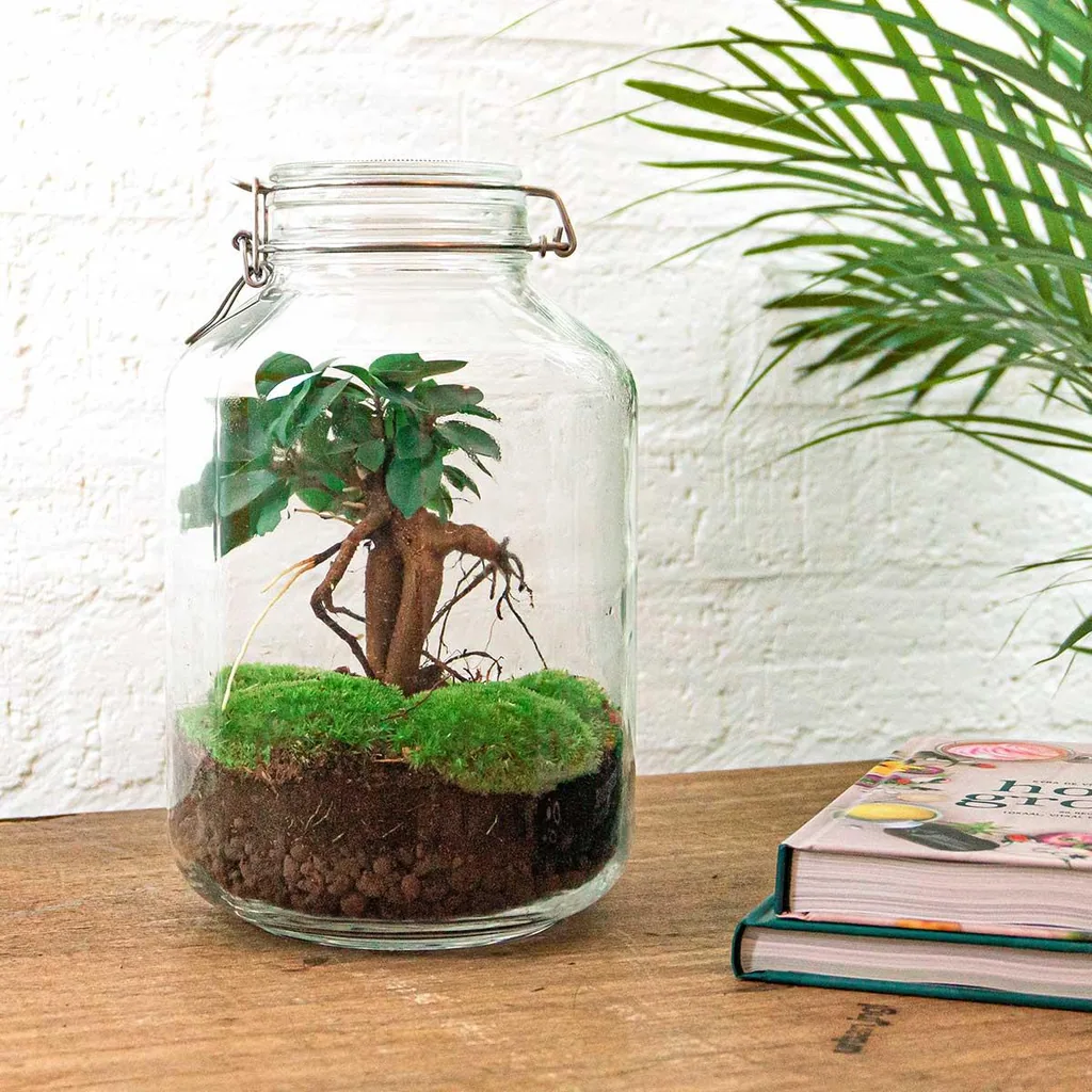 Flaschengarten - Ficus Ginseng bonsai - Höhe ca. 28 cm - Normal