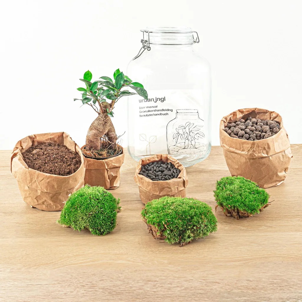 Flaschengarten - Ficus Ginseng bonsai - Höhe ca. 28 cm - Normal