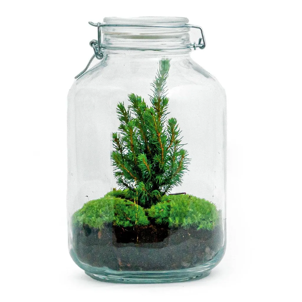 DIY Flaschengarten - Jar Christma - Höhe ca. 28 cm