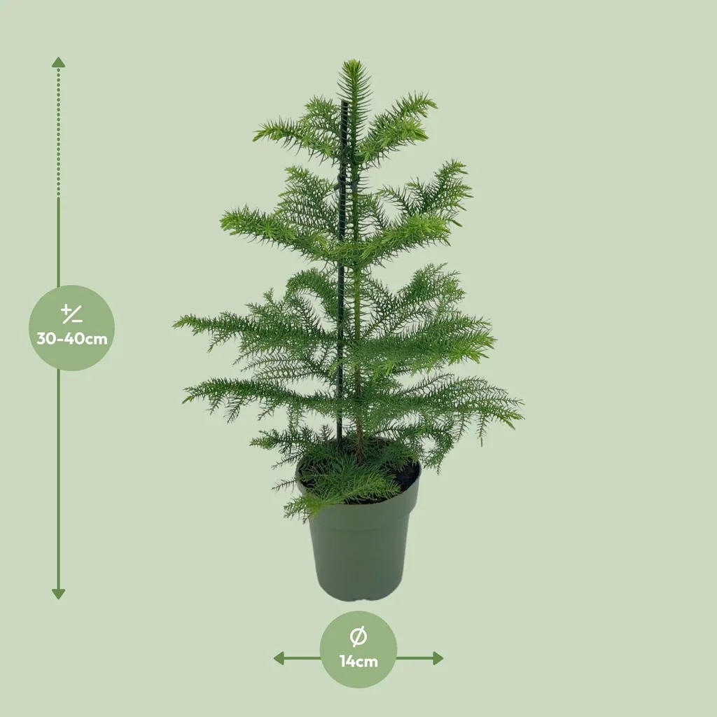 Zimmertanne (Araucaria heterophylla) – pflegeleichte Zimmerpflanze, Topf-Ø 14 cm, Höhe ca. 40 cm