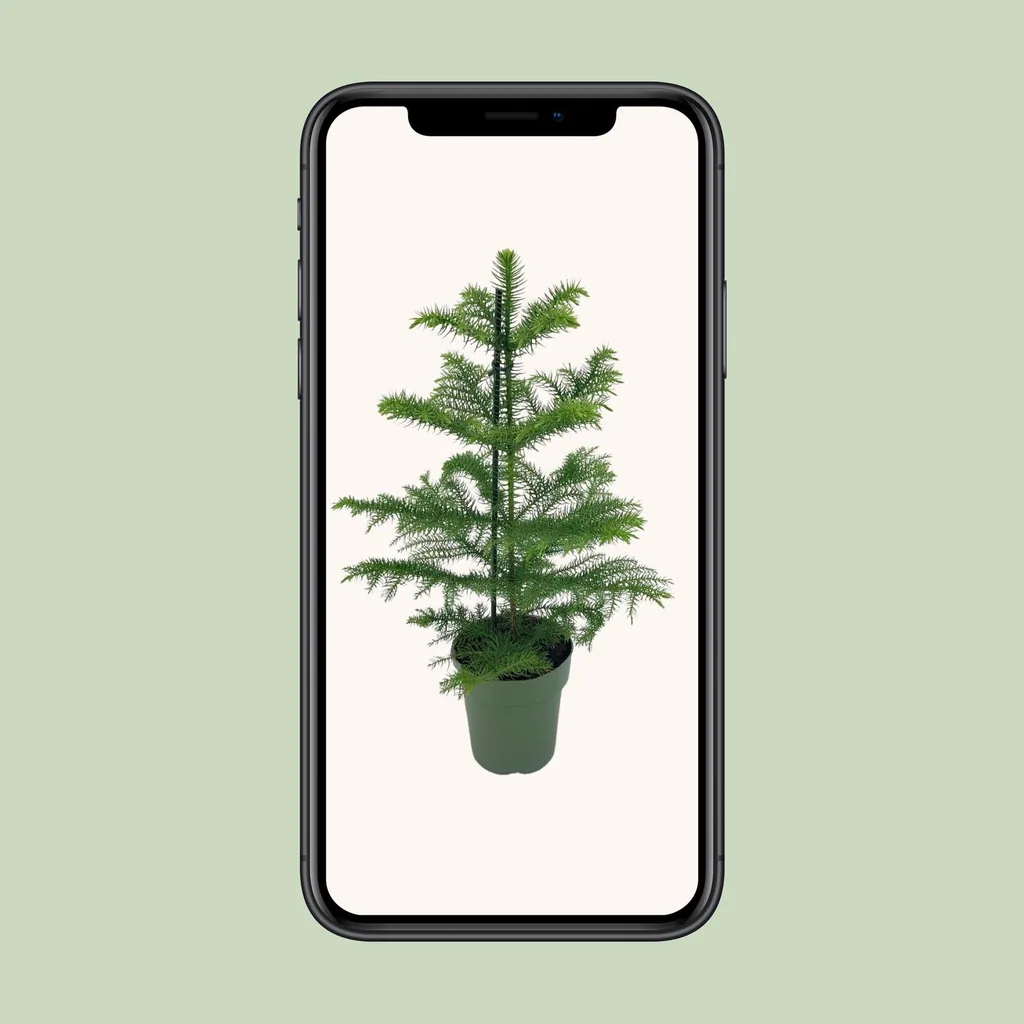 Zimmertanne (Araucaria heterophylla) – pflegeleichte Zimmerpflanze, Topf-Ø 14 cm, Höhe ca. 40 cm