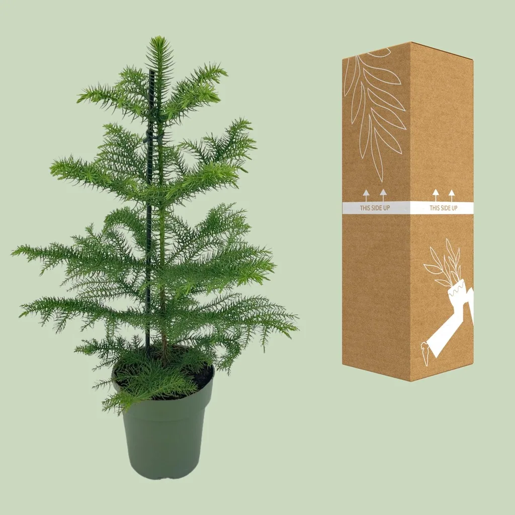 Zimmertanne (Araucaria heterophylla) – pflegeleichte Zimmerpflanze, Topf-Ø 14 cm, Höhe ca. 40 cm