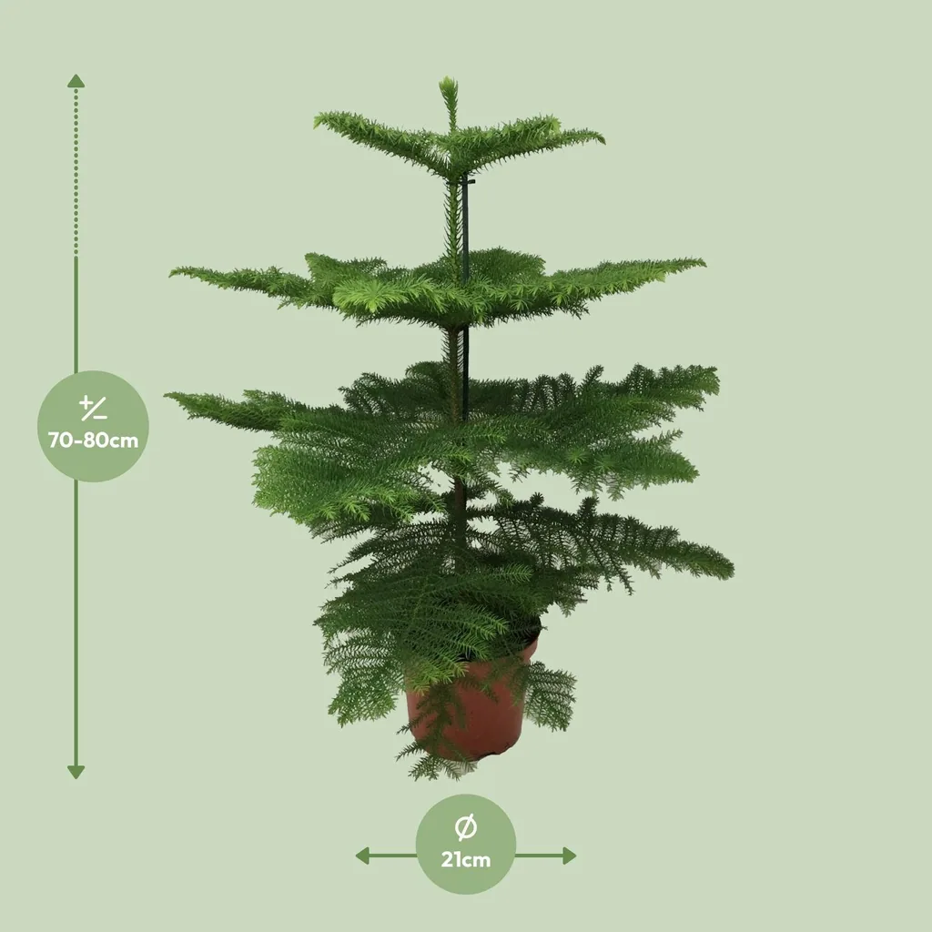 Zimmertanne (Araucaria heterophylla) – pflegeleichte Zimmerpflanze, Topf-Ø 21 cm, Höhe ca. 70 cm