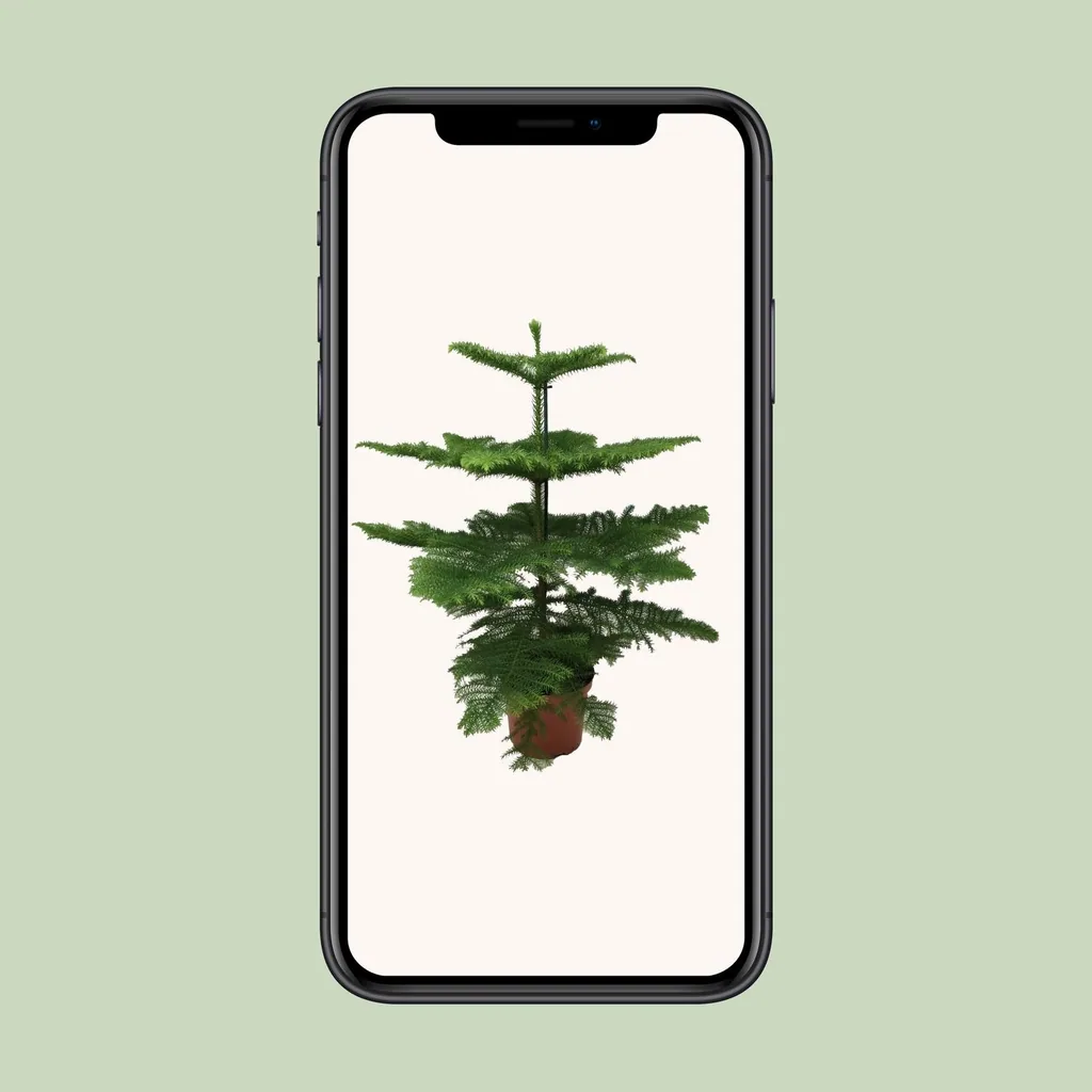 Zimmertanne (Araucaria heterophylla) – pflegeleichte Zimmerpflanze, Topf-Ø 21 cm, Höhe ca. 70 cm