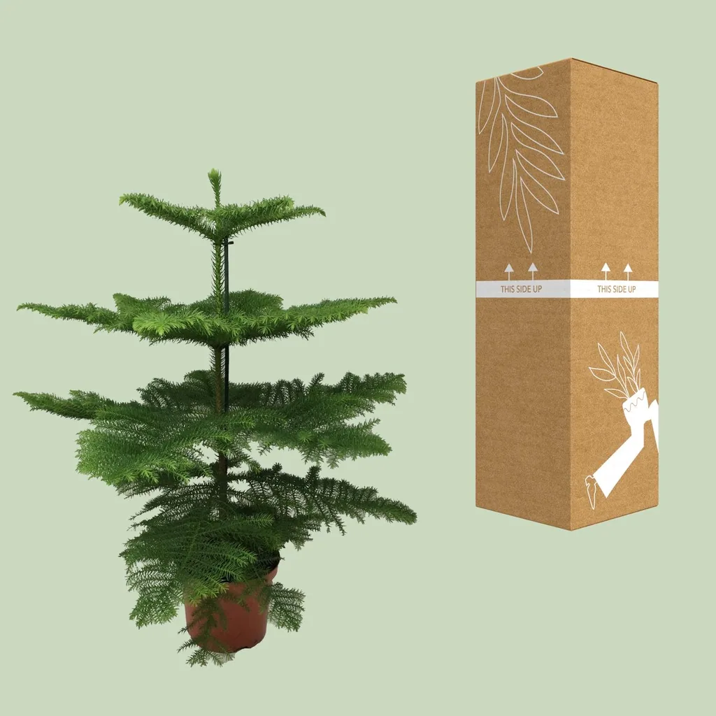 Zimmertanne (Araucaria heterophylla) – pflegeleichte Zimmerpflanze, Topf-Ø 21 cm, Höhe ca. 70 cm