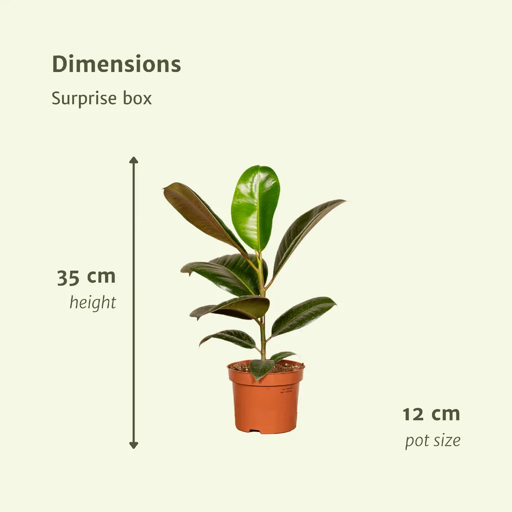 Bogenhanf (Überraschungsbox) – pflegeleichte Zimmerpflanze, Topf-Ø 12 cm, Höhe ca. 25 cm