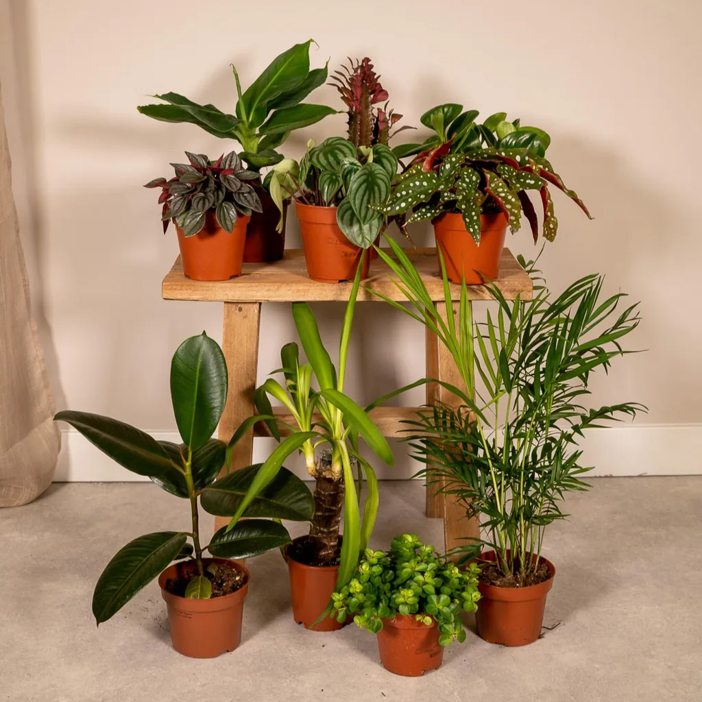 Außenseiterbox - Topf-Ø 12 cm - 10x