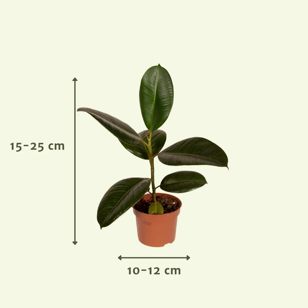 Außenseiterbox - Topf-Ø 12 cm - 12x