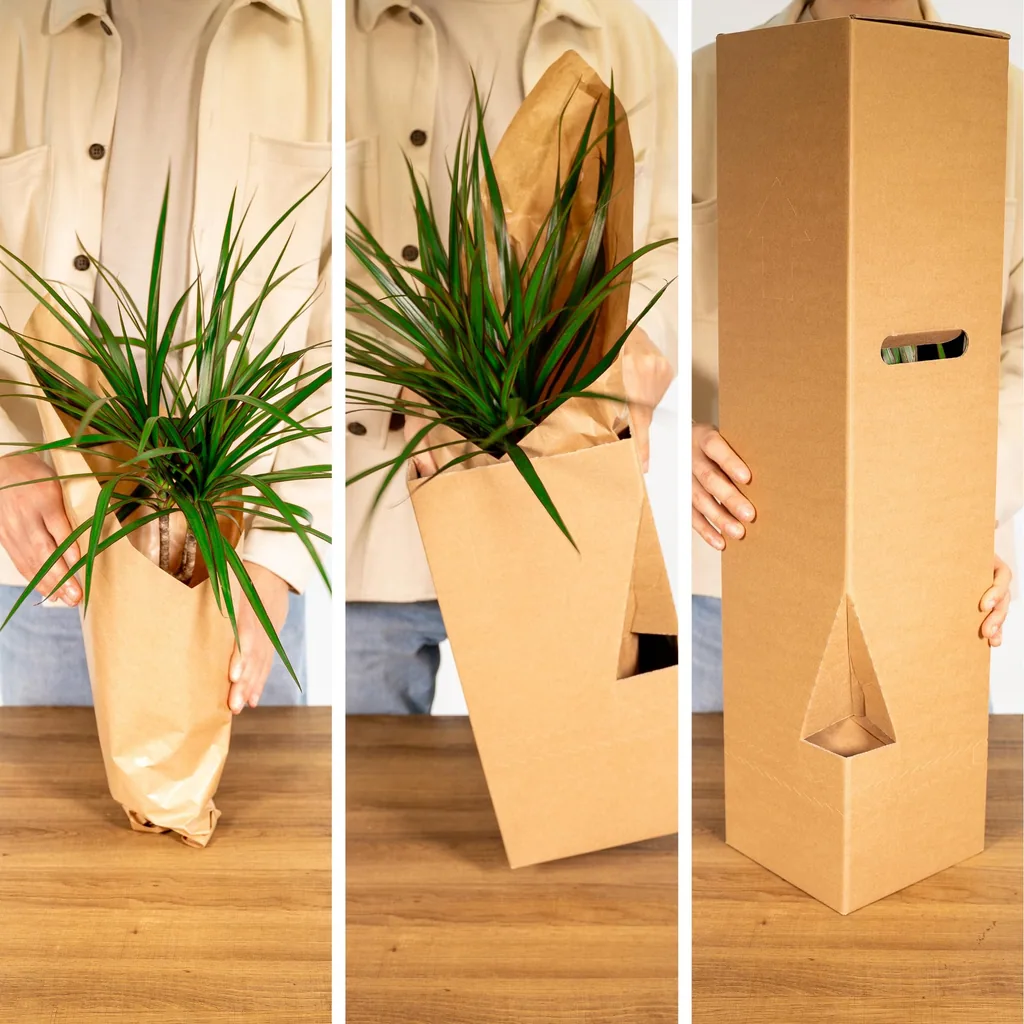 Außenseiterbox - Topf-Ø 12 cm - 12x