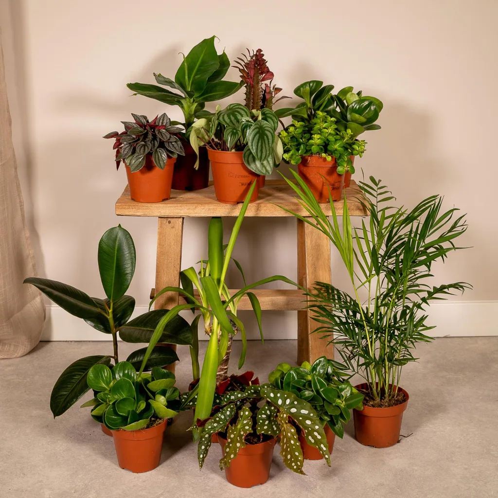 Außenseiterbox - Topf-Ø 12 cm - 12x