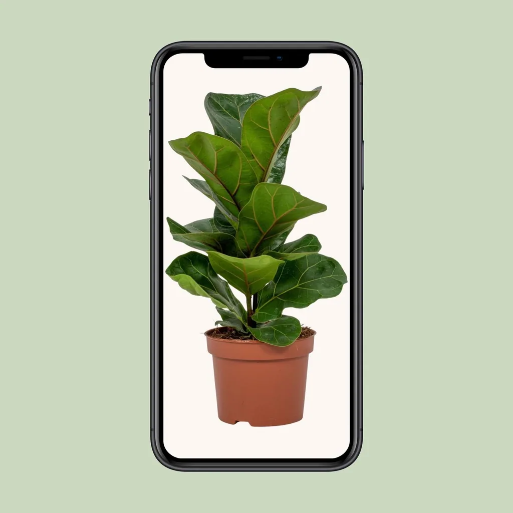 Geigenfeige (Ficus lyrata) – pflegeleichte Zimmerpflanze, Topf-Ø 12 cm, Höhe ca. 30 cm