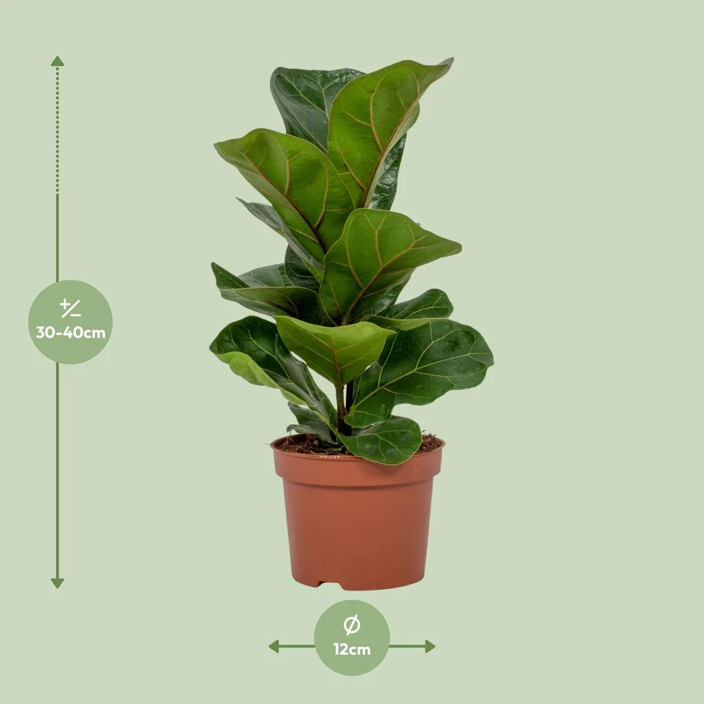 Geigenfeige (Ficus lyrata) – pflegeleichte Zimmerpflanze, Topf-Ø 12 cm, Höhe ca. 30 cm