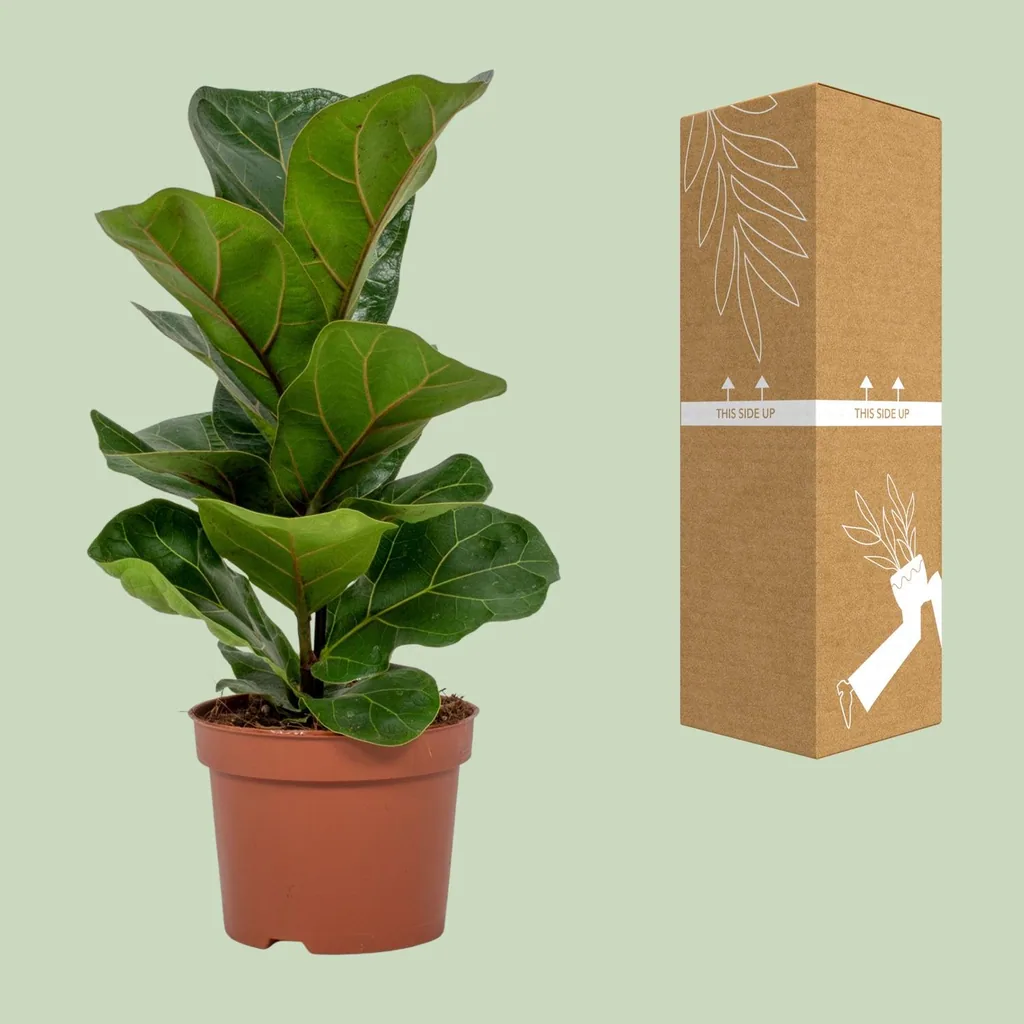 Geigenfeige (Ficus lyrata) – pflegeleichte Zimmerpflanze, Topf-Ø 12 cm, Höhe ca. 30 cm