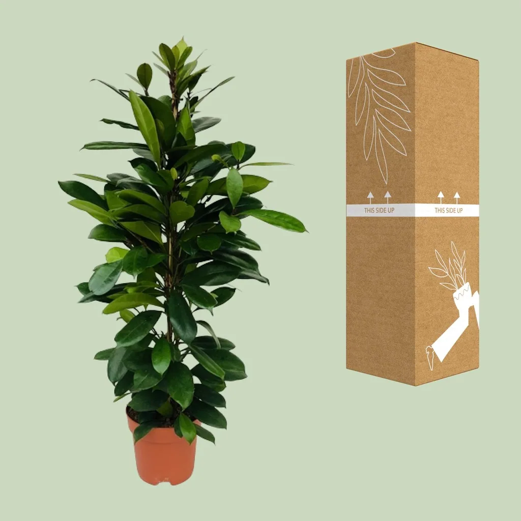 Afrikanischer Feigenbaum (Ficus cyathistipula) – pflegeleichte Zimmerpflanze, Topf-Ø 21 cm, Höhe ca. 105 cm