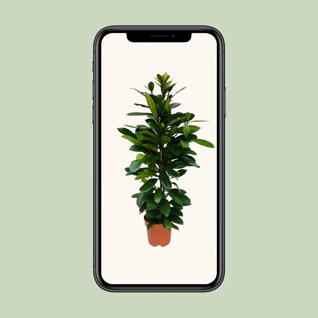 Afrikanischer Feigenbaum (Ficus cyathistipula) – pflegeleichte Zimmerpflanze, Topf-Ø 21 cm, Höhe ca. 105 cm