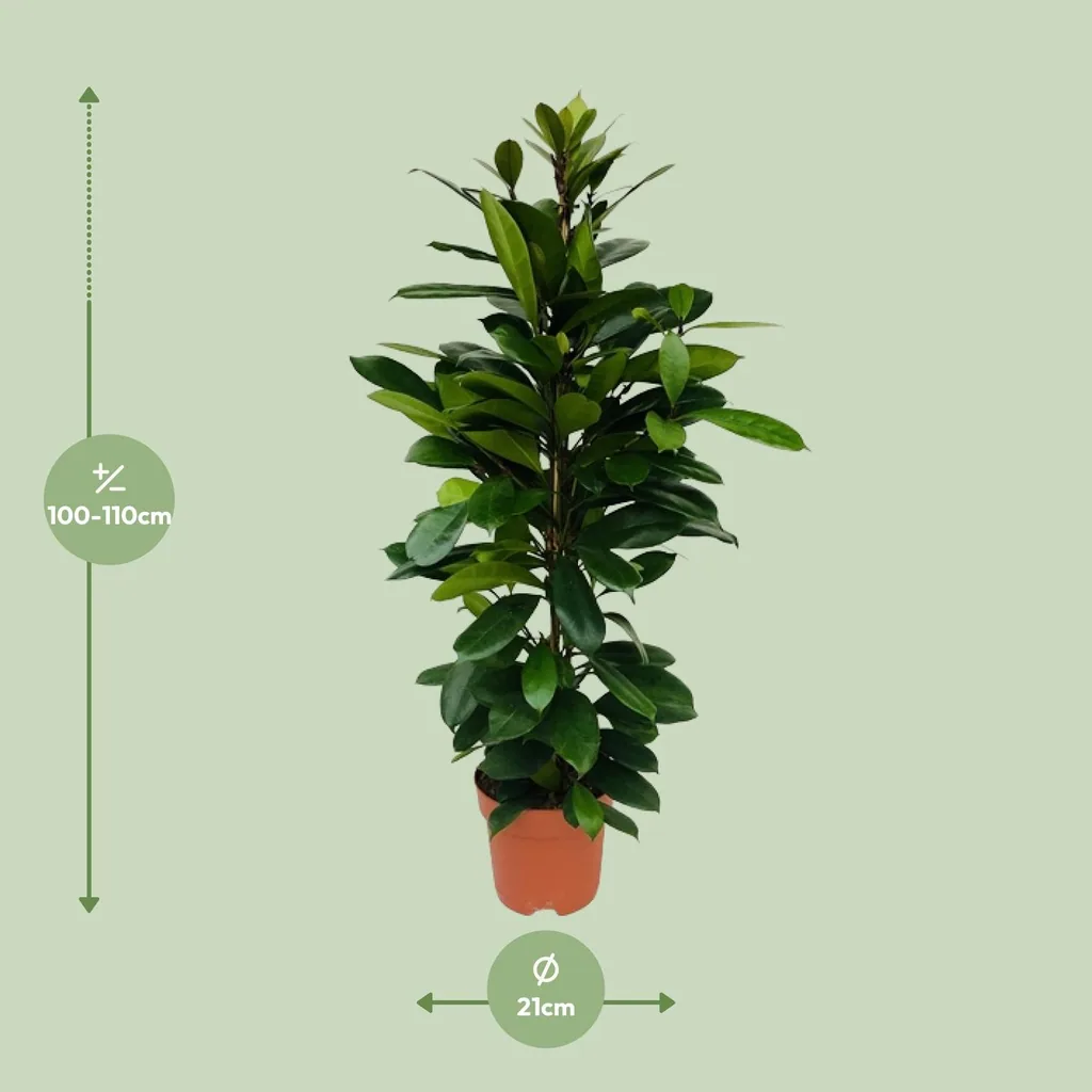 Afrikanischer Feigenbaum (Ficus cyathistipula) – pflegeleichte Zimmerpflanze, Topf-Ø 21 cm, Höhe ca. 105 cm