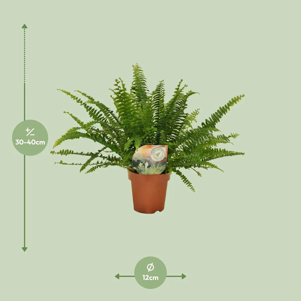 Schwertfarn 'Green Lady' (Nephrolepis) – pflegeleichte Zimmerpflanze, Topf-Ø 12 cm, Höhe ca. 30 cm
