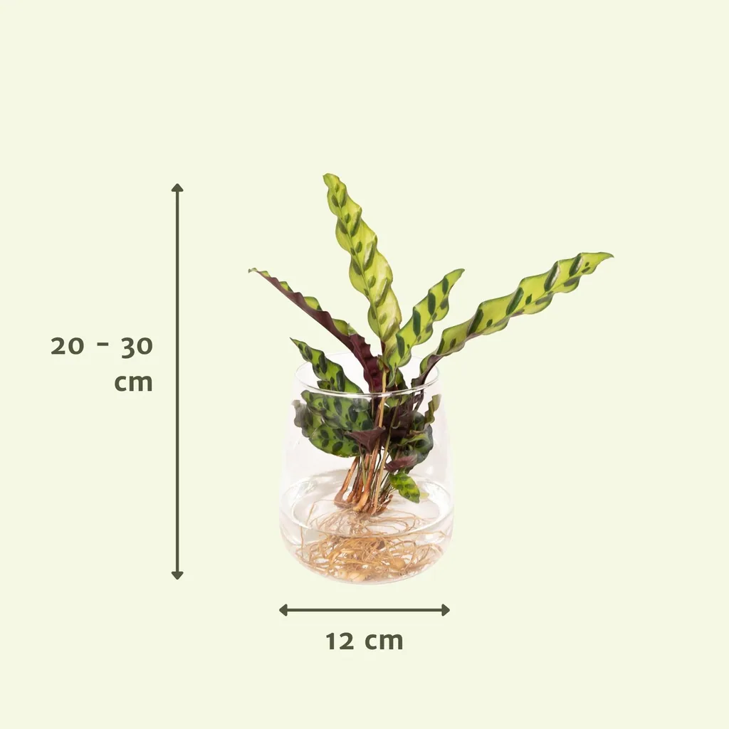 Korbmarante 'Insignis' (Calathea) – pflegeleichte Zimmerpflanze, Topf-Ø 12 cm, Höhe ca. 30 cm