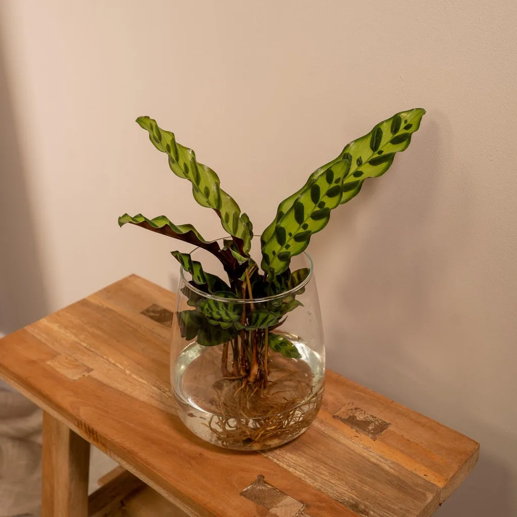Korbmarante 'Insignis' (Calathea) – pflegeleichte Zimmerpflanze, Topf-Ø 12 cm, Höhe ca. 30 cm