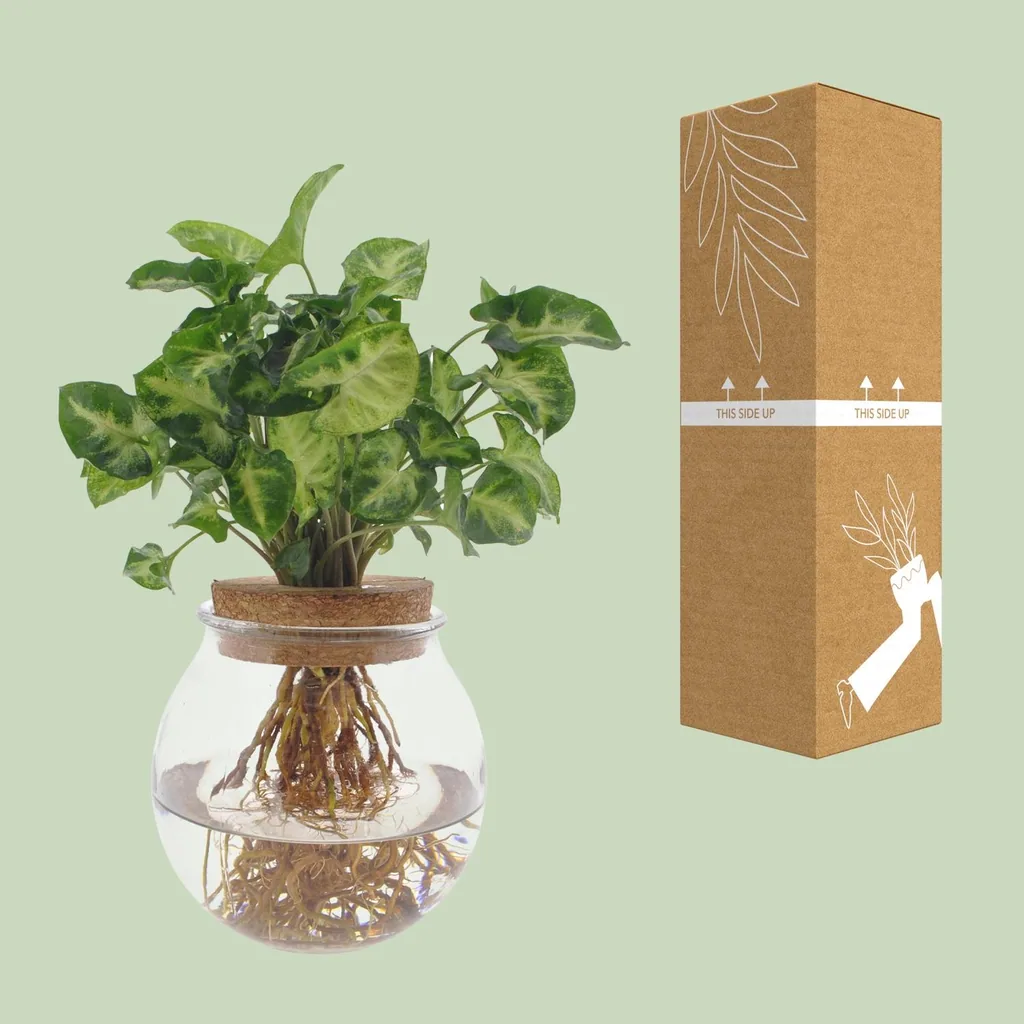 Purpurtute 'Pixie' (Syngonium) – pflegeleichte Zimmerpflanze, Topf-Ø 12 cm, Höhe ca. 30 cm