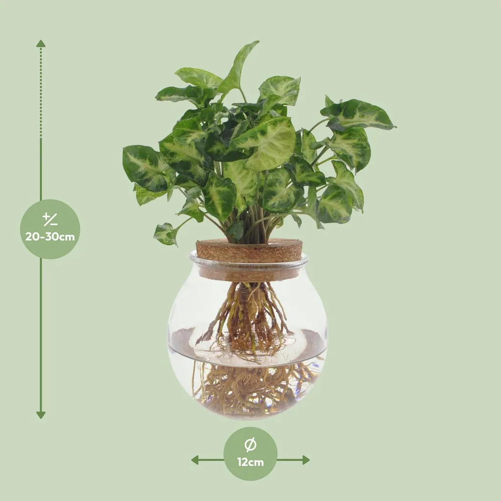 Purpurtute 'Pixie' (Syngonium) – pflegeleichte Zimmerpflanze, Topf-Ø 12 cm, Höhe ca. 30 cm