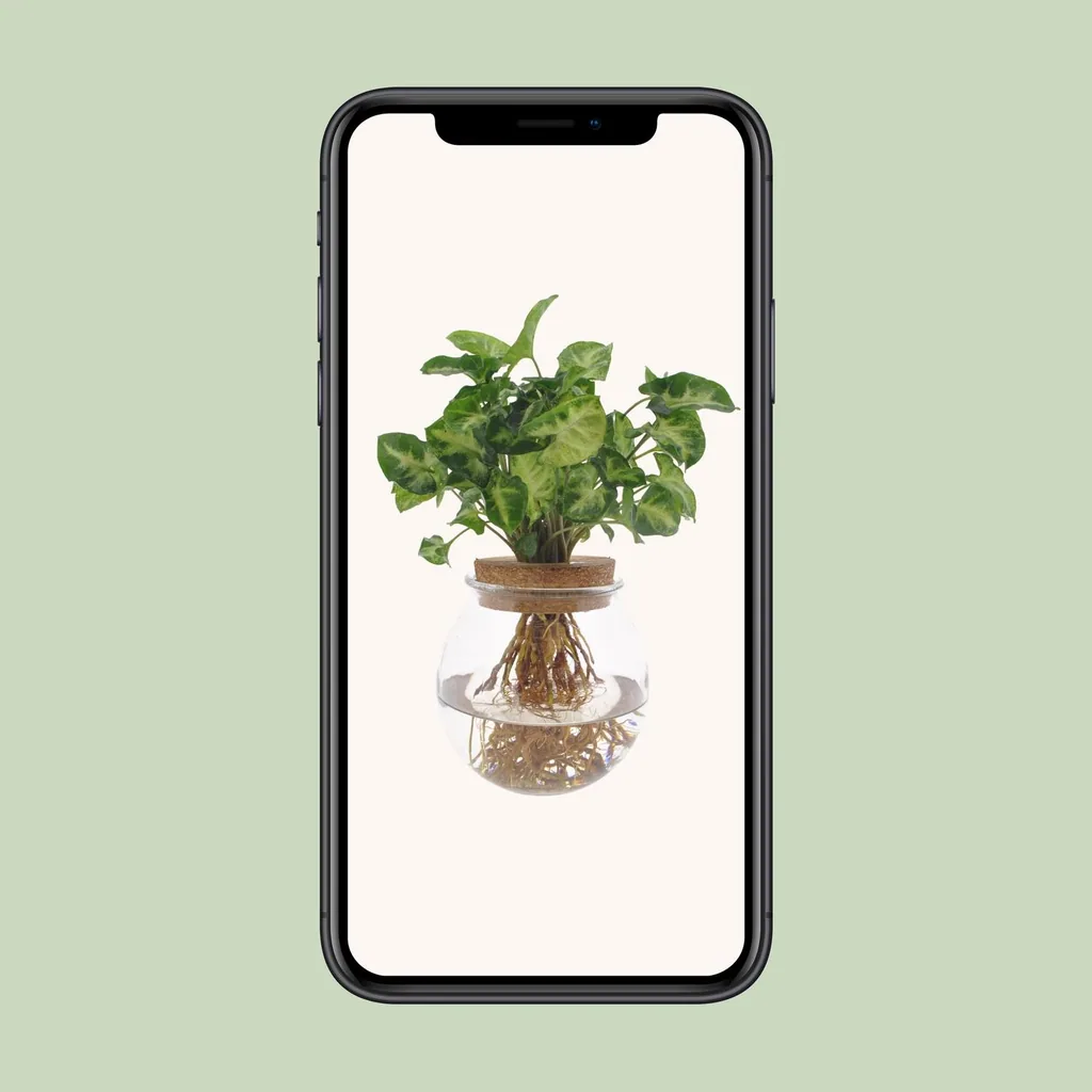 Purpurtute 'Pixie' (Syngonium) – pflegeleichte Zimmerpflanze, Topf-Ø 12 cm, Höhe ca. 30 cm