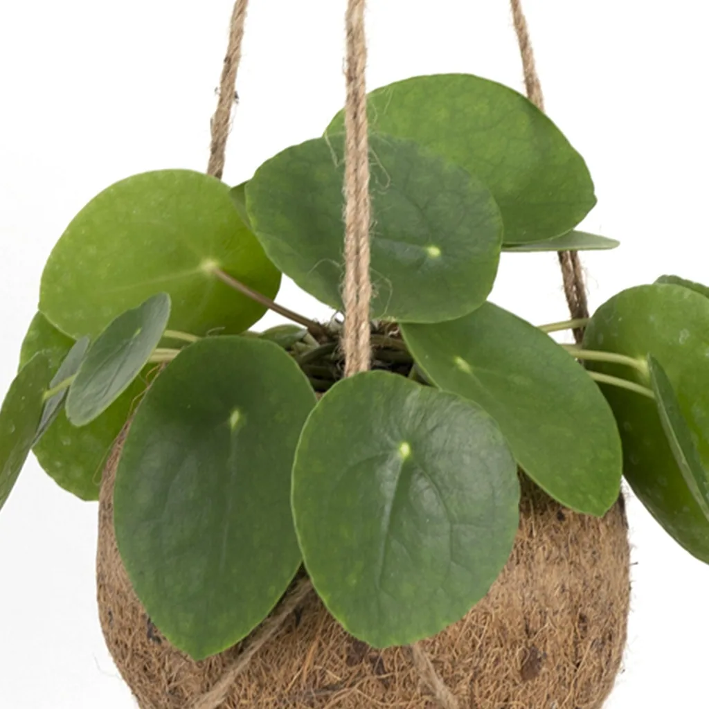 Ufopflanze (Pilea peperomioides) – pflegeleichte Zimmerpflanze, Topf-Ø 15 cm, Höhe ca. 20 cm