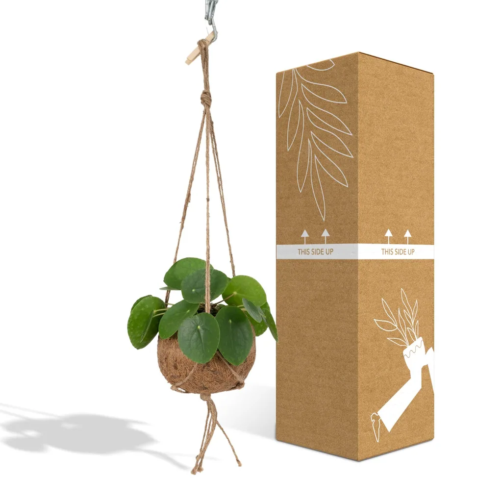 Ufopflanze (Pilea peperomioides) – pflegeleichte Zimmerpflanze, Topf-Ø 15 cm, Höhe ca. 20 cm