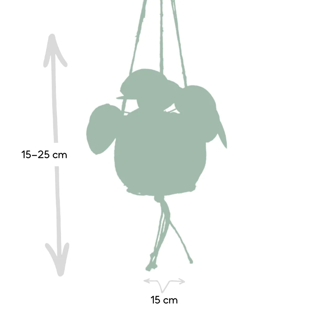 Ufopflanze (Pilea peperomioides) – pflegeleichte Zimmerpflanze, Topf-Ø 15 cm, Höhe ca. 20 cm