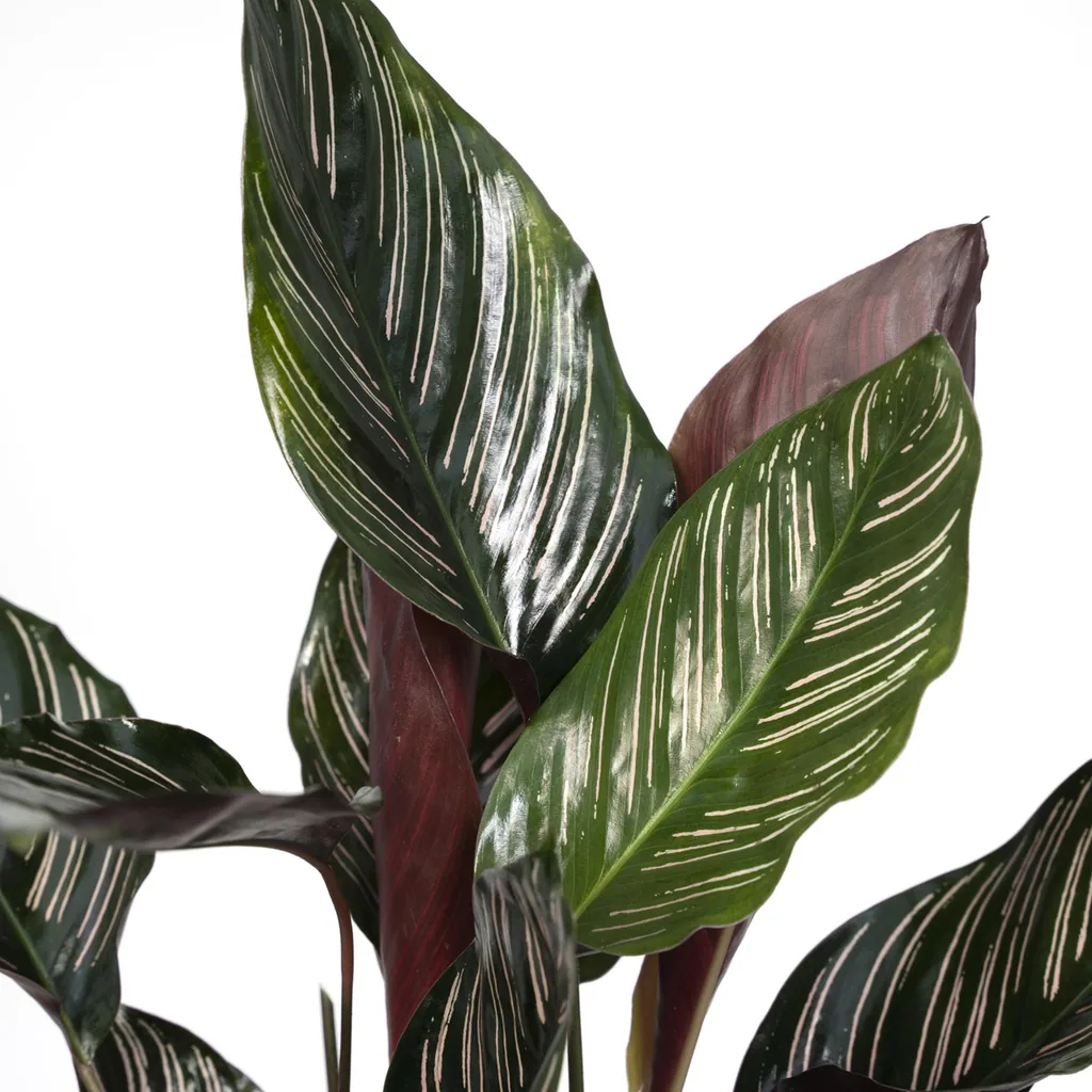 Kolumbianische Korbmarante 'Ornata' (Calathea ornata) – pflegeleichte Zimmerpflanze, im Dekokorb, Topf-Ø 14 cm, Höhe ca. 50 cm