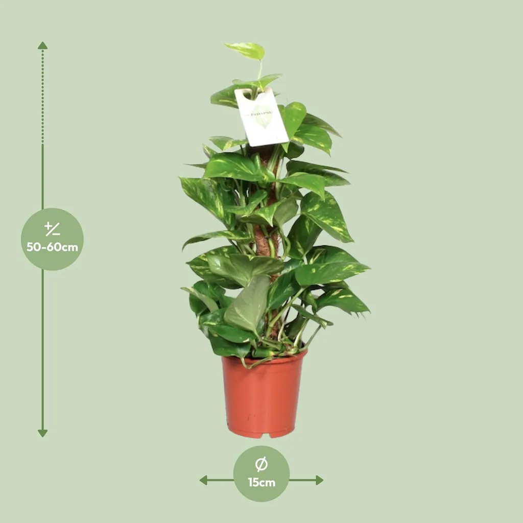 Efeutute (Epipremnum aureum) – pflegeleichte Zimmerpflanze, Topf-Ø 15 cm, Höhe ca. 60 cm