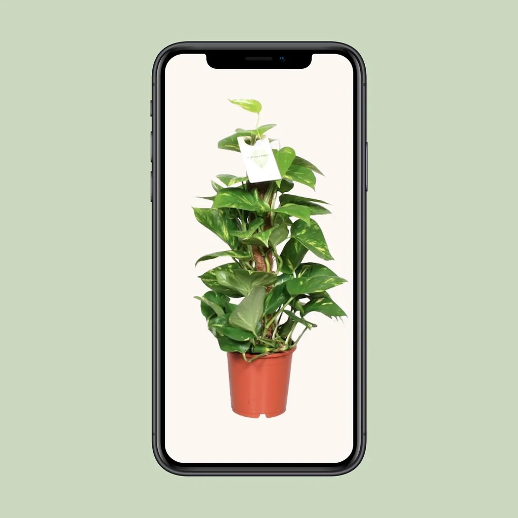 Efeutute (Epipremnum aureum) – pflegeleichte Zimmerpflanze, Topf-Ø 15 cm, Höhe ca. 60 cm