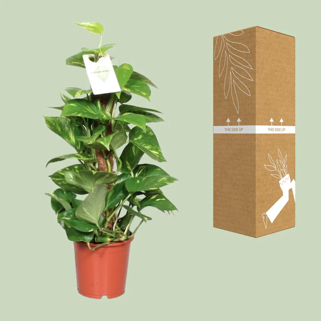 Efeutute (Epipremnum aureum) – pflegeleichte Zimmerpflanze, Topf-Ø 15 cm, Höhe ca. 60 cm
