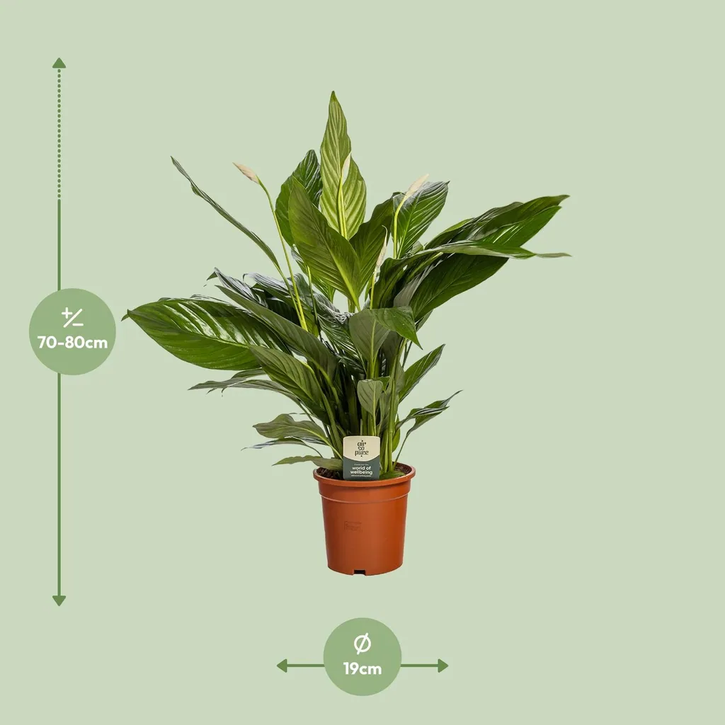 Einblatt 'Bingo Cupido' (Spathiphyllum) – pflegeleichte Zimmerpflanze, Topf-Ø 19 cm, Höhe ca. 80 cm