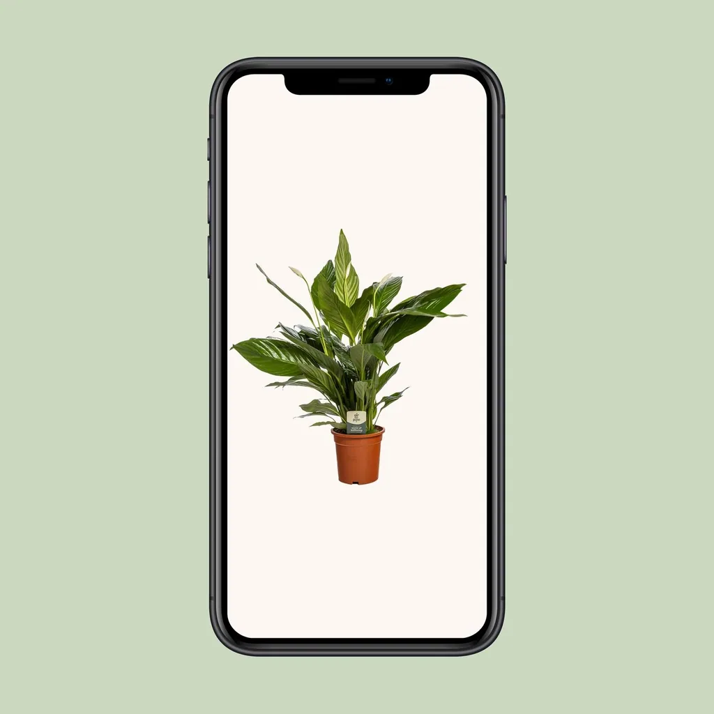 Einblatt 'Bingo Cupido' (Spathiphyllum) – pflegeleichte Zimmerpflanze, Topf-Ø 19 cm, Höhe ca. 80 cm