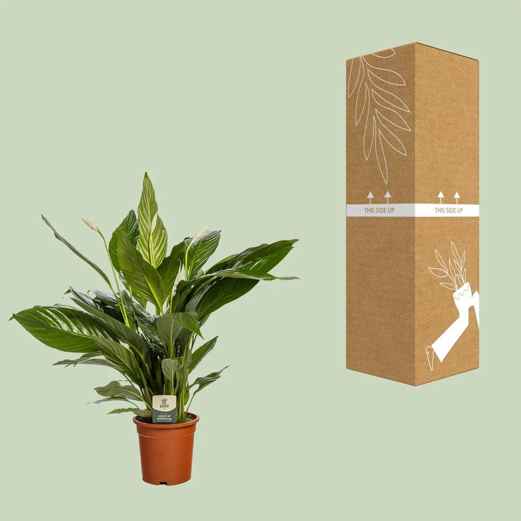 Einblatt 'Bingo Cupido' (Spathiphyllum) – pflegeleichte Zimmerpflanze, Topf-Ø 19 cm, Höhe ca. 80 cm
