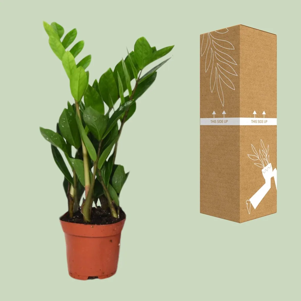 Glücksfeder (Zamioculcas zamiifolia) – pflegeleichte Zimmerpflanze, Topf-Ø 12 cm, Höhe ca. 40 cm