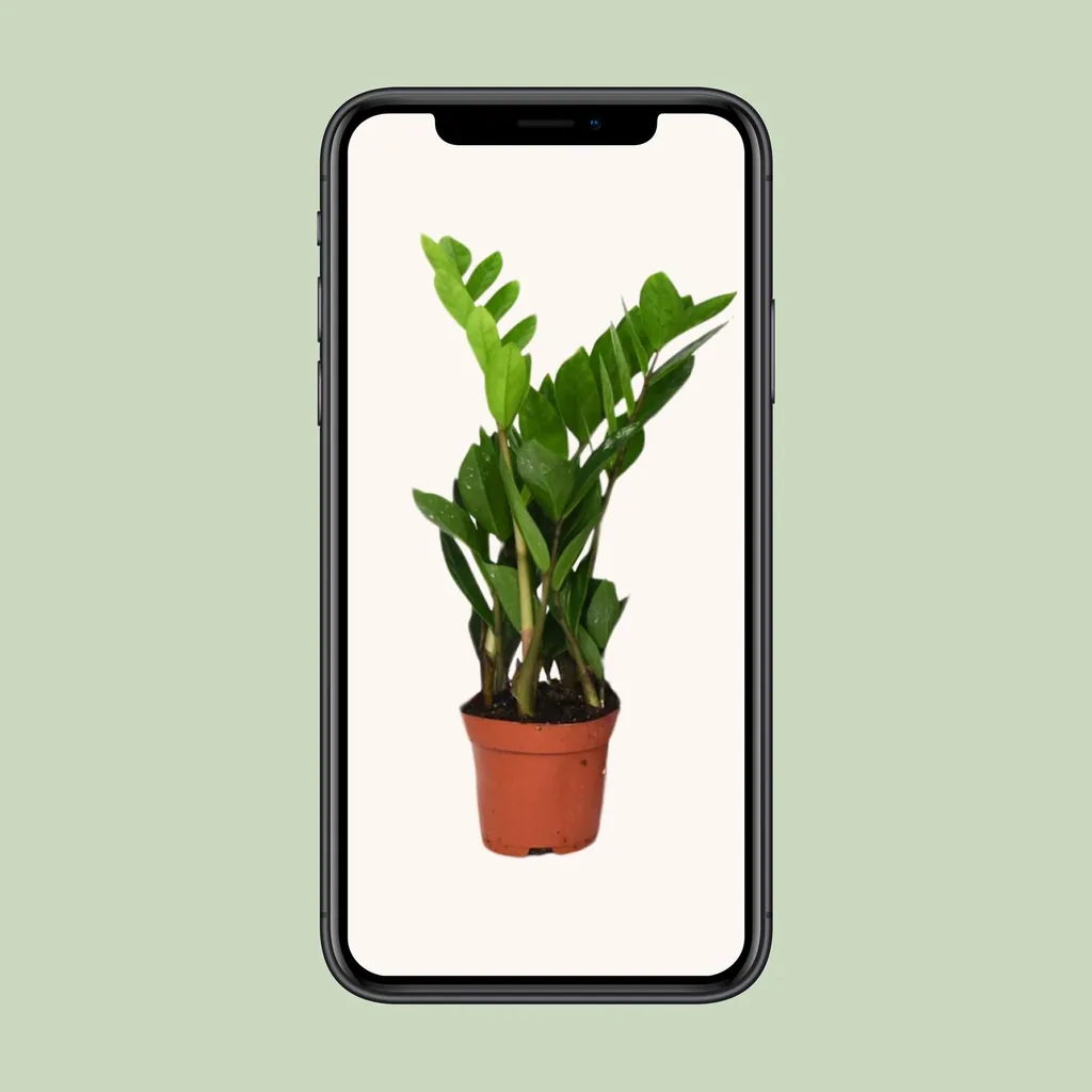 Glücksfeder (Zamioculcas zamiifolia) – pflegeleichte Zimmerpflanze, Topf-Ø 12 cm, Höhe ca. 40 cm