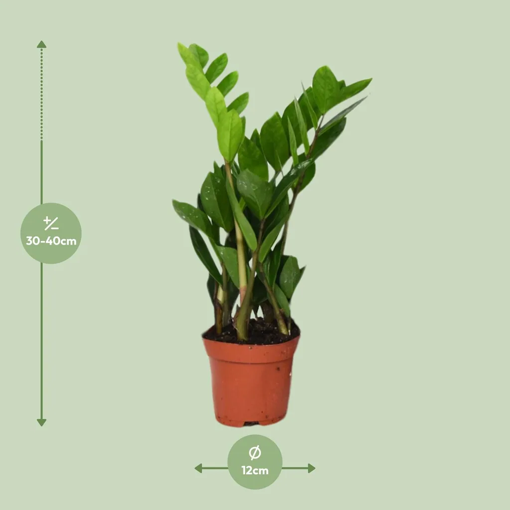 Glücksfeder (Zamioculcas zamiifolia) – pflegeleichte Zimmerpflanze, Topf-Ø 12 cm, Höhe ca. 40 cm