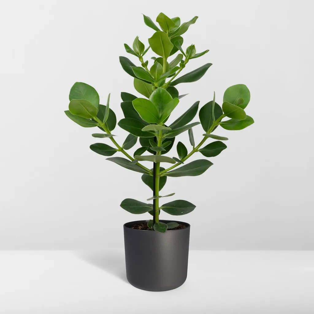 Autographenbaum 'Princess' (Clusia rosea) – immergrüner Zierstrauch, Topf-Ø 17 cm, Höhe ca. 60 cm