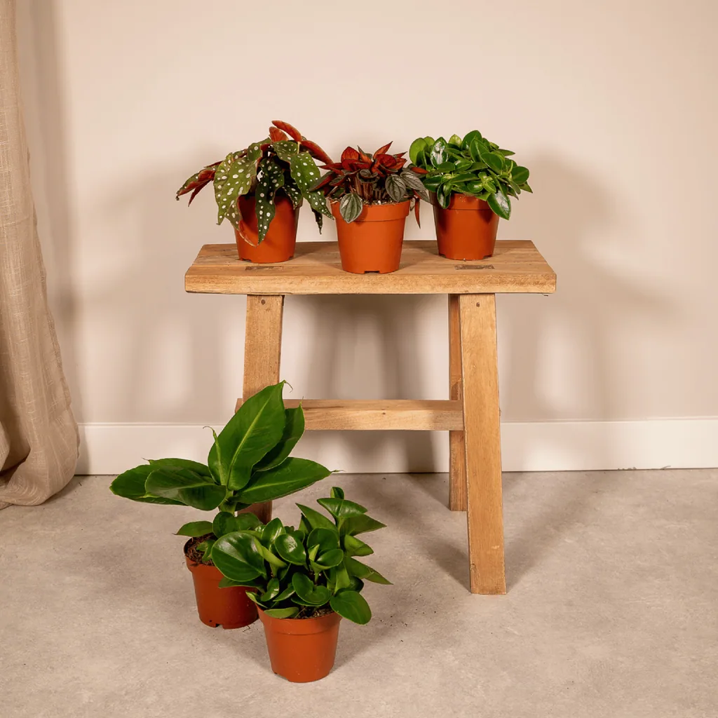 Zimmerpflanzen-Überraschungsbox 5er-Set – pflegeleichte Zimmerpflanzen, Topf-Ø 12 cm, Höhe ca. 25 cm