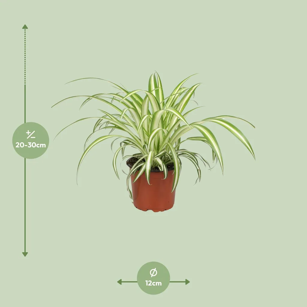 Grünlilie (Chlorophytum comosum) – pflegeleichte Zimmerpflanze, Topf-Ø 12 cm, Höhe ca. 25 cm