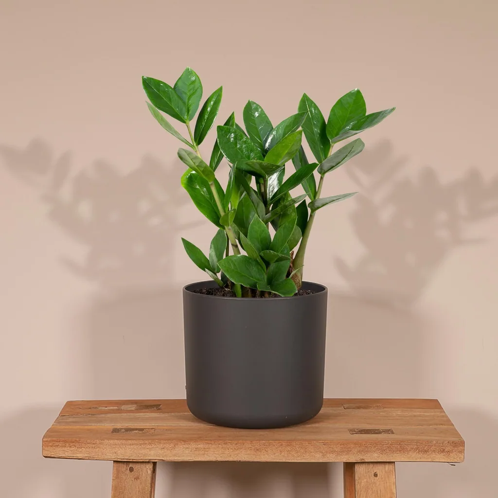 Glücksfeder (Zamioculcas zamiifolia) – pflegeleichte Zimmerpflanze, Topf-Ø 12 cm, Höhe ca. 35 cm
