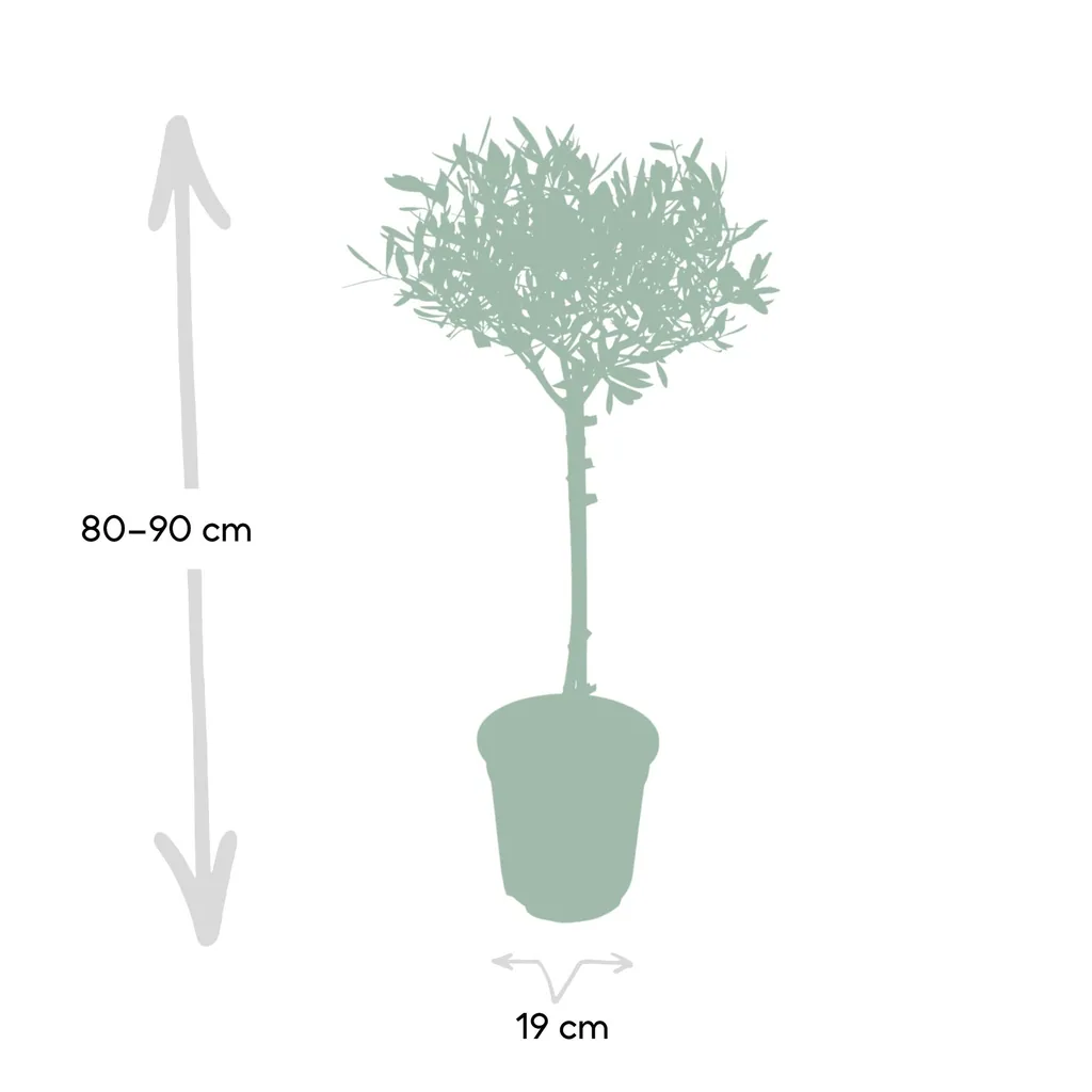 Olivenbaum (Olea europaea) – mediterranes Kübelgehölz, Topf-Ø 19 cm, Höhe ca. 90 cm