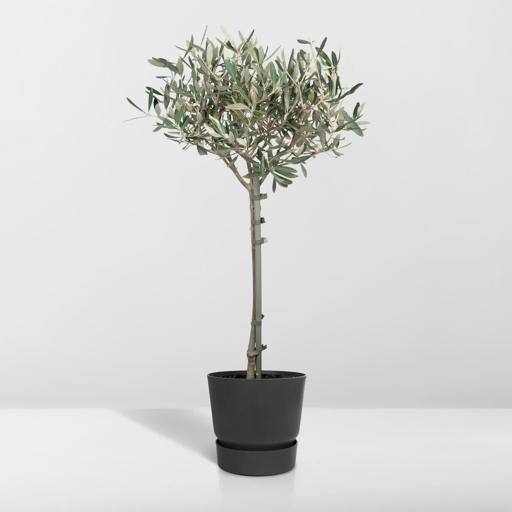 Olivenbaum (Olea europaea) – mediterranes Kübelgehölz, Topf-Ø 19 cm, Höhe ca. 90 cm