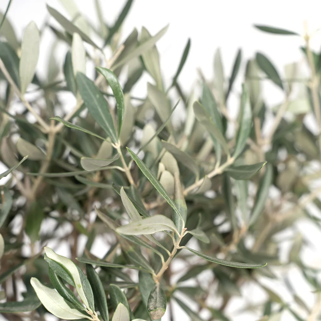 Olivenbaum (Olea europaea) – mediterranes Kübelgehölz, Topf-Ø 19 cm, Höhe ca. 90 cm