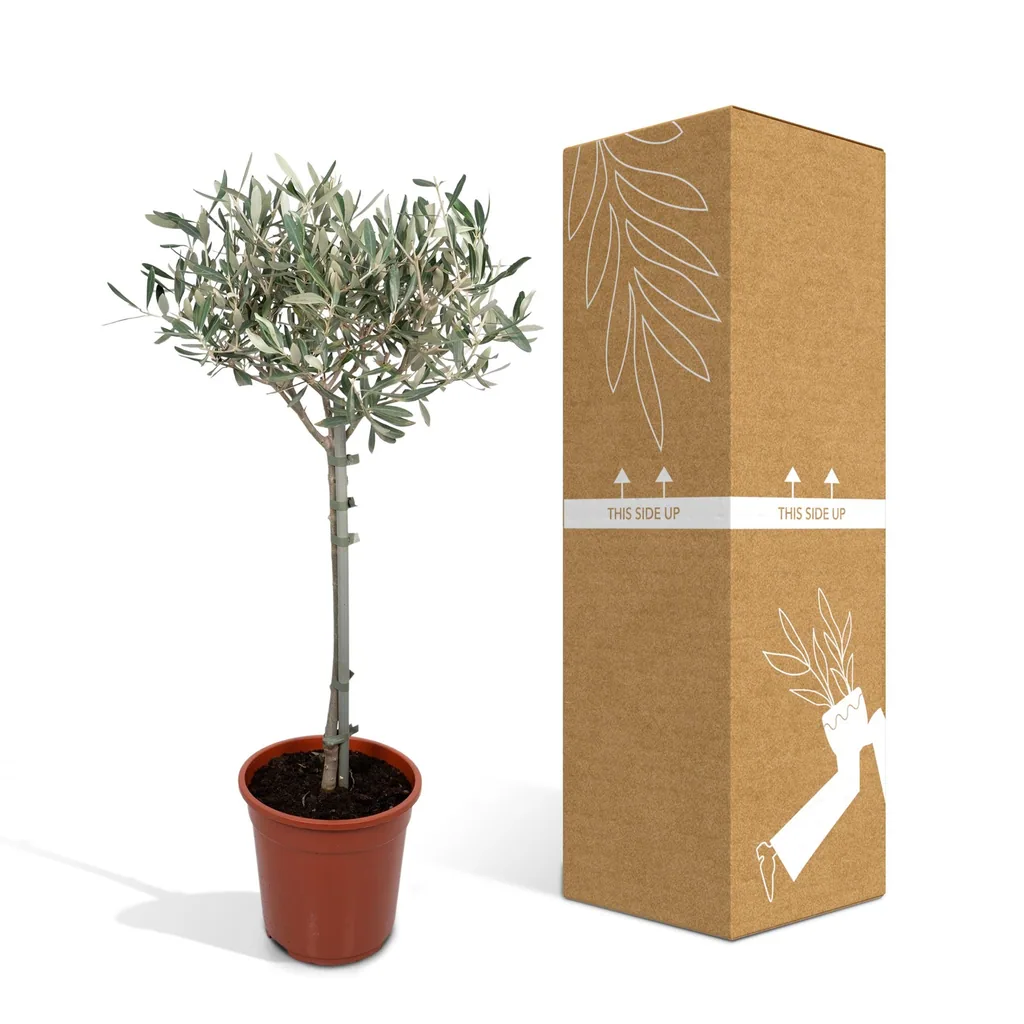 Olivenbaum (Olea europaea) – mediterranes Kübelgehölz, Topf-Ø 19 cm, Höhe ca. 90 cm