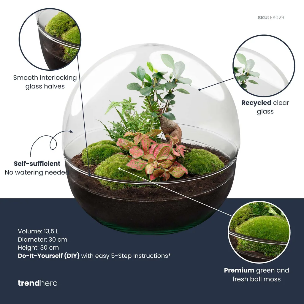 Flaschengarten - Dome XL - Ficus Ginseng Bonsai - Höhe ca. 30 cm - Rake + Shovel