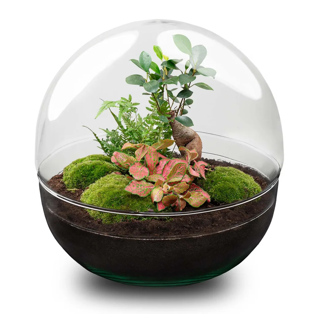 Flaschengarten - Dome XL - Ficus Ginseng Bonsai - Höhe ca. 30 cm - Rake + Shovel