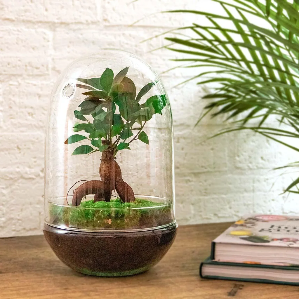 Flaschengarten - Egg XL Bonsai - Höhe ca. 30 cm